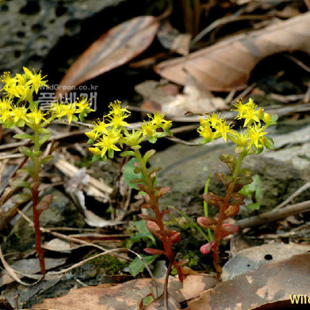 땅채송화(Sedum oryzifolium Makino) : 벼루