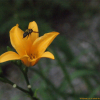 홍도원추리(Hemerocallis hongdoensis M.G.Chung & S.S.Kang) : 도리뫼