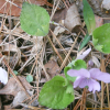 고깔제비꽃(Viola rossii Hemsl.) : 봄까치꽃