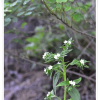 지치(Lithospermum murasaki Siebold) : 노루발