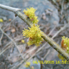 생강나무(Lindera obtusiloba Blume) : 현촌