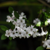 백정화(Serissa japonica (Thunb.) Thunb.) : 통통배