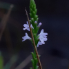 마편초(Verbena officinalis L.) : 설뫼*