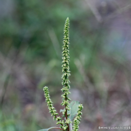 긴털비름(Amaranthus hybridus L.) : 산들꽃