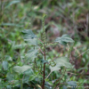 긴털비름(Amaranthus hybridus L.) : 산들꽃