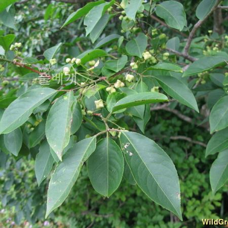 참빗살나무(Euonymus hamiltonianus Wall.) : kplant1