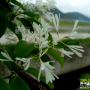 이팝나무 : 흰여울누리