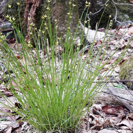 개바늘사초(Carex uda Maxim.) : 산들꽃