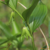 목포용둥굴레(Polygonatum cryptanthum H.Lev. & Vaniot) : 산들꽃