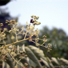 두릅나무(Aralia elata (Miq.) Seem.) : 봄까치꽃