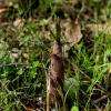 왕대(Phyllostachys bambusoides Siebold & Zucc.) : 봄까치꽃