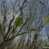 함박꽃나무(Magnolia sieboldii K.Koch) : 통통배