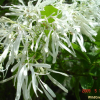 이팝나무(Chionanthus retusus Lindl. & Paxton) : snowbell