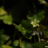 아욱메풀(Dichondra micrantha Urb.) : 통통배
