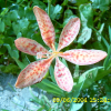 범부채(Iris domestica (L.) Goldblatt & Mabb.) : 현촌