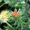 좁은잎돌꽃(Rhodiola angusta Nakai) : 벼루