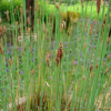 황새풀(Eriophorum vaginatum L.) : 별꽃