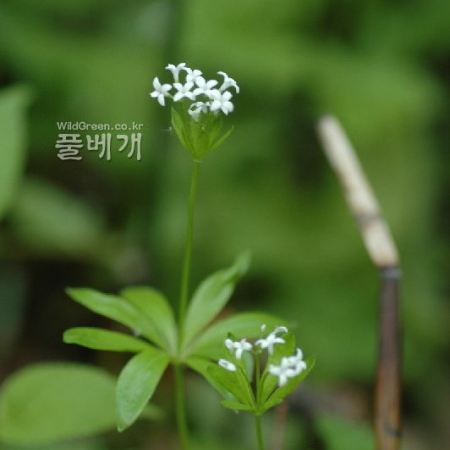 선갈퀴(Galium odoratum (L.) Scop.) : 벼루