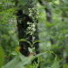 박새(Veratrum oxysepalum Turcz.) : 산들꽃