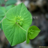 개감수(Euphorbia sieboldiana Morren & Decne.) : 풀배낭