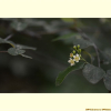 섬개야광나무(Cotoneaster wilsonii Nakai) : 현촌