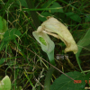 천남성(Arisaema amurense Maxim. f. serratum (Nakai) Kitag.) : 도리뫼