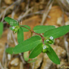 큰땅빈대(Euphorbia nutans Lag.) : 塞翁之馬