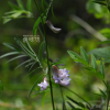 나래완두(Vicia anguste-pinnata Nakai) : 통통배