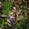 나래완두(Vicia anguste-pinnata Nakai) : 통통배