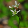 나도개감채(Lloydia triflora (Ledeb.) Baker) : 은빛향기