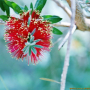 병솔나무 : 꽃사랑한동구