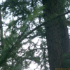 일본잎갈나무(Larix kaempferi (Lamb.) Carriere) : 晴嵐