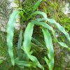 산일엽초(Lepisorus ussuriensis (Regel & Maack) Ching) : 晴嵐