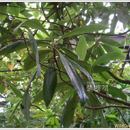비파나무(Eriobotrya japonica (Thunb.) Lindl.) : 추풍