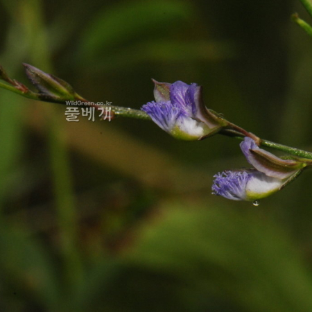 원지(Polygala tenuifolia Willd.) : 통통배