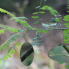 회화나무(Sophora japonica L.) : 무심거사