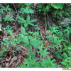 선갈퀴(Galium odoratum (L.) Scop.) : 통통배