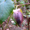 목화(Gossypium indicum Lam.) : 현촌