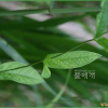 덩굴박주가리(Cynanchum nipponicum Matsum.) : 추풍