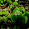 애기괭이밥(Oxalis acetosella L.) : 벼루