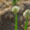 파(Allium fistulosum L.) : 꽃마리