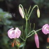 솔나리(Lilium cernuum Kom.) : 晴嵐
