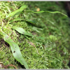 산일엽초(Lepisorus ussuriensis (Regel & Maack) Ching) : 晴嵐