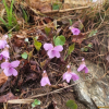 고깔제비꽃(Viola rossii Hemsl.) : 봄까치꽃