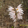 분홍미선나무(Abeliophyllum distichum f. lilacinum Nakai) : 통통배
