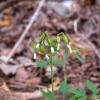 까치고들빼기(Crepidiastrum chelidoniifolium (Makino) J.H.Pak & Kawano) : 꽃사랑