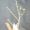 뇌성목(Lindera angustifolia W.C.Cheng) : kplant1