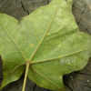 고로쇠나무(Acer pictum Thunb. var. mono (Maxim.) Maxim. ex Franch.) : 코소하