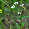 흰씀바귀(Ixeridium dentatum (Thunb.) Tzvelev f. albiflora (Makino) H.Hara) : 청암