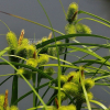 양뿔사초(Carex capricornis Meinsh. ex Maxim.) : 도리뫼